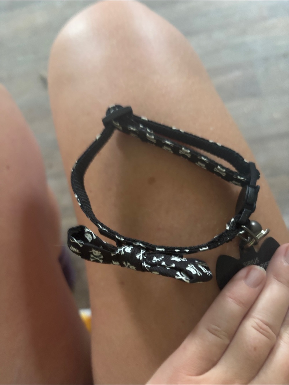 Black Skull Bow Pet Collar